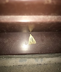 Macrochilo bivittata