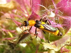 Belotus bicolor