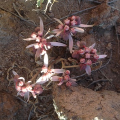 Euphorbia radians