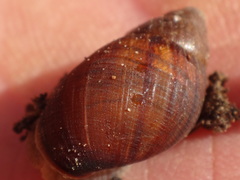 Bothriembryon brazieri