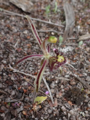 Caladenia barbarossa