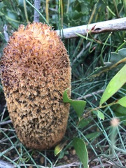 Banksia gardneri