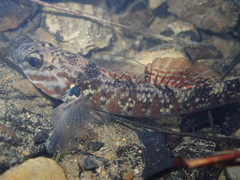 Gobiomorphus huttoni