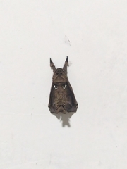 Lepidoptera
