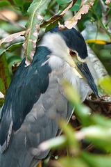Nycticorax nycticorax image