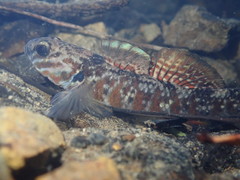 Gobiomorphus huttoni