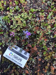 Oxytropis arctica arctica