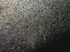 Gobiomorphus huttoni