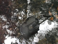 Gobiomorphus huttoni