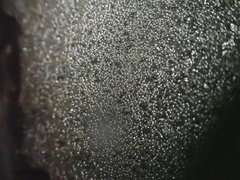 Gobiomorphus huttoni