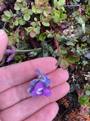 Oxytropis arctica arctica