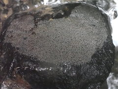 Gobiomorphus huttoni