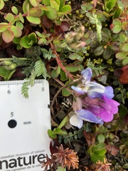 Oxytropis arctica arctica