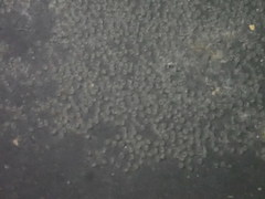 Gobiomorphus huttoni