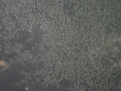 Gobiomorphus huttoni