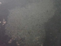 Gobiomorphus huttoni