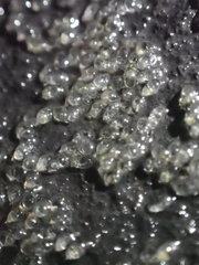 Gobiomorphus huttoni