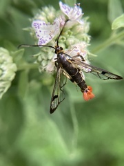 Synanthedon acerrubri