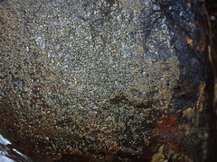 Gobiomorphus huttoni