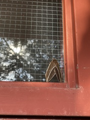 Automeris zephyria