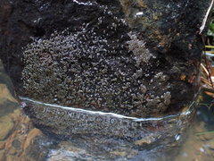 Gobiomorphus huttoni