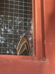 Automeris zephyria