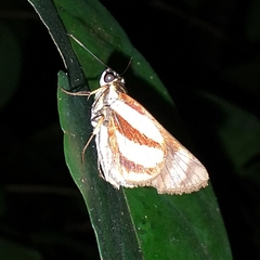 Propertius propertius