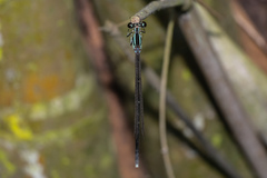 Pseudocopera ciliata