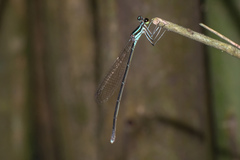 Pseudocopera ciliata