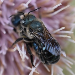 Osmia chalybea
