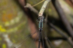Pseudocopera ciliata
