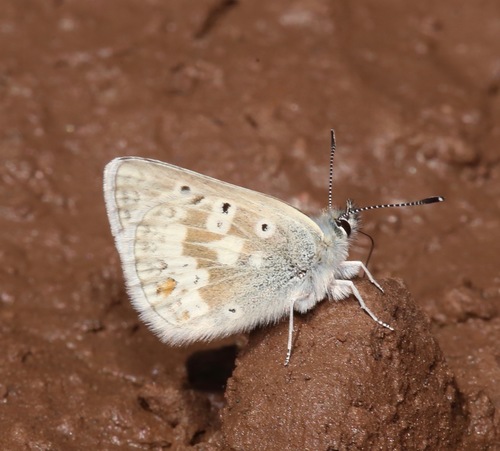 Arctic Blue photo 6