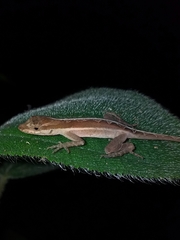 Anolis granuliceps