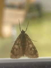 Udea olivalis