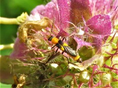 Belotus bicolor