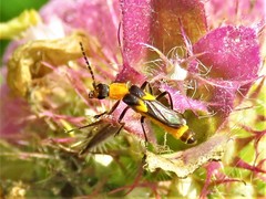 Belotus bicolor