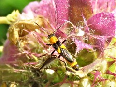 Belotus bicolor