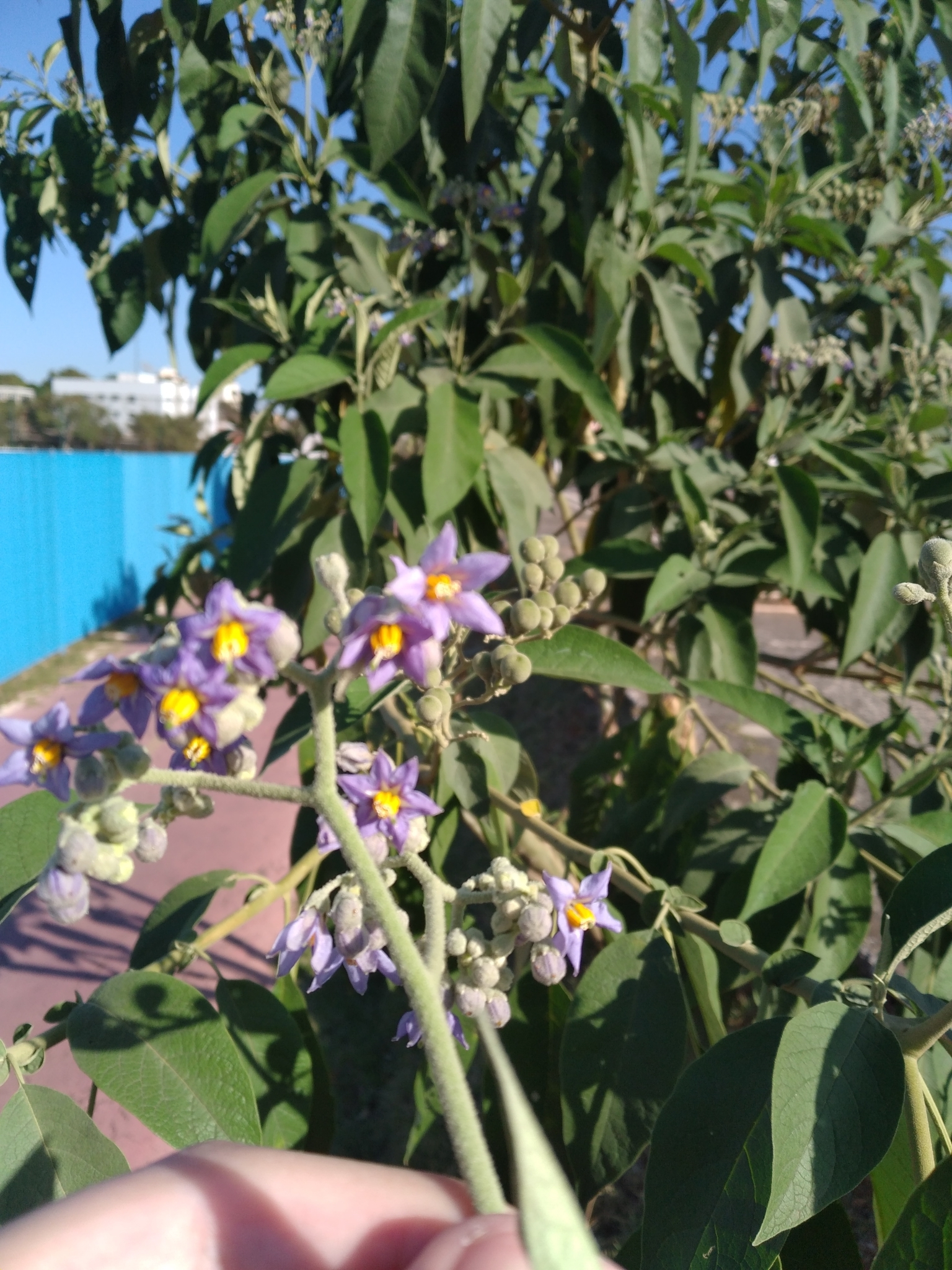 Solanum mauritianum