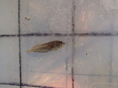 Chasmodes longimaxilla