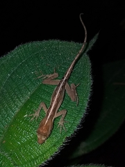 Anolis granuliceps