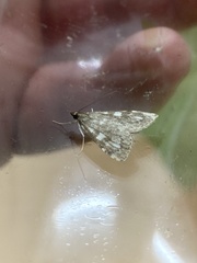 Udea olivalis