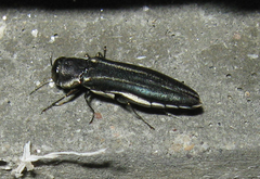 Agrilus bilineatus