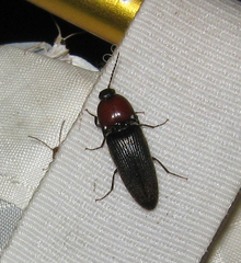Ampedus rubricollis