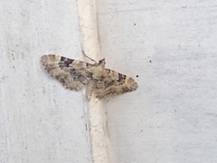 Eupithecia linariata