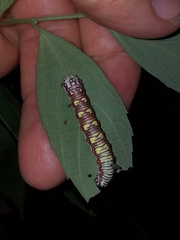 Dioptinae