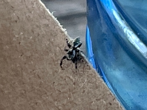 Pelegrina verecunda