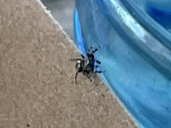 Dendryphantes nigromaculatus