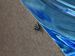 Dendryphantes nigromaculatus