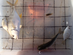 Caranx