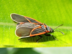 Melacoryphus circumlitus